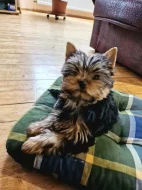 Yorkshire terriér – roztomilá štěňátka