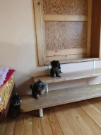 Yorkshire terriér – roztomilá štěňátka