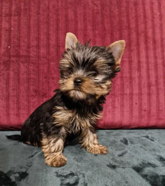Yorkshire terriér – roztomilá štěňátka