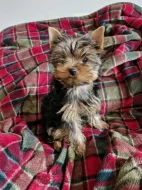 Yorkshire terriér – roztomilá štěňátka