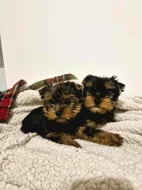 Yorkshire terriér – roztomilá štěňátka