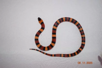 Korálovka mex cambeli odchov