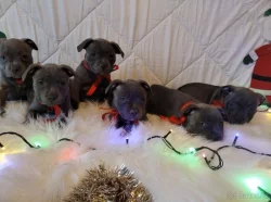 Stafordšírský bulteriér