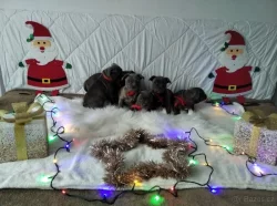 Stafordšírský bulteriér