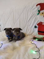 Stafordšírský bulteriér