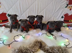 Stafordšírský bulteriér