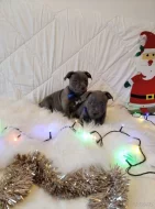 Stafordšírský bulteriér