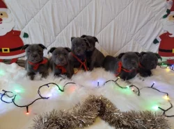 Stafordšírský bulteriér