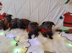 Stafordšírský bulteriér