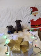 Stafordšírský bulteriér