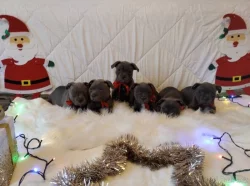 Stafordšírský bulteriér