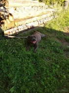 Stafordšírský bulteriér