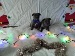 Stafordšírský bulteriér