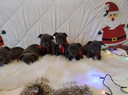 Stafordšírský bulteriér