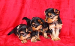 Jorkšírský teriér s PP-FCI