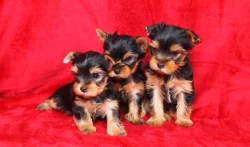 Jorkšírský teriér s PP-FCI