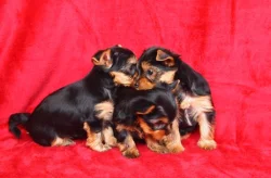 Jorkšírský teriér s PP-FCI