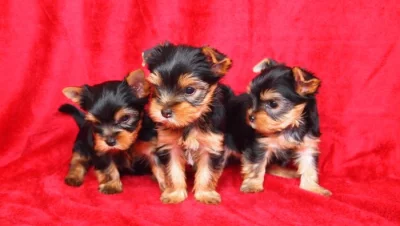 Jorkšírský teriér s PP-FCI