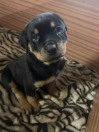 Rotvajleří miminka k odběru ihned – nádherný pes i fenka!