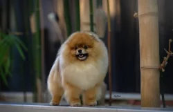 Pomeranian s PP FCI