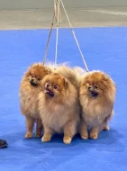 Pomeranian s PP FCI