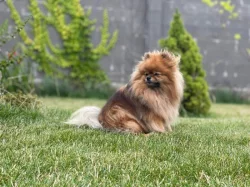 Pomeranian s PP FCI