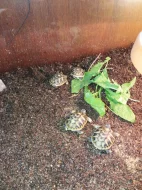 Suchozemská želva zelenavá mláďata