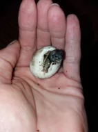 Suchozemská želva zelenavá mláďata