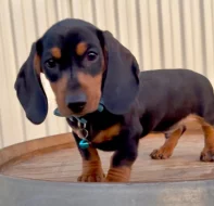 Prodám nádherná štěňátka jezevčíků.