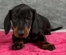 Prodám nádherná štěňátka jezevčíků.