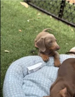 Prodám nádherná štěňátka jezevčíků.