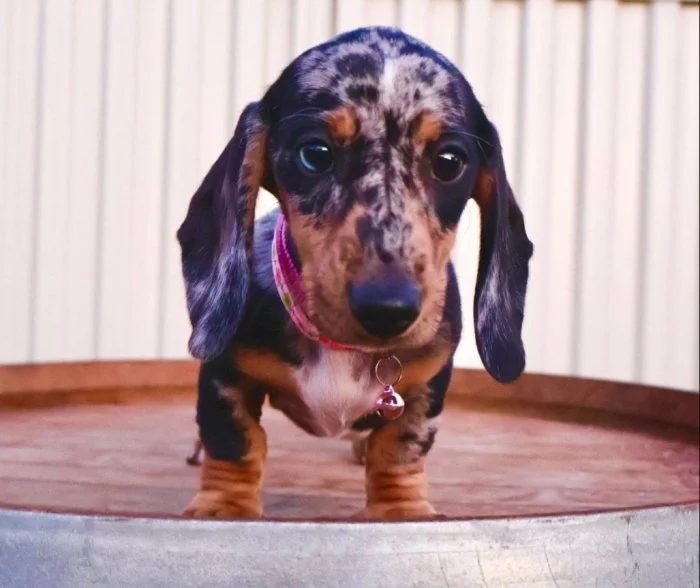 Prodám nádherná štěňátka jezevčíků.