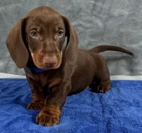 Prodám nádherná štěňátka jezevčíků.