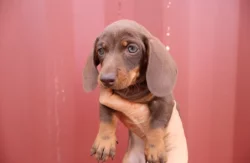 Prodám nádherná štěňátka jezevčíků.