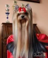 Jorkšírský teriér s PP