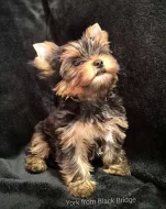 Jorkšírský teriér s PP