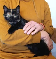 Kočička Edita hledá nový domov