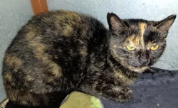 Kočička Edita hledá nový domov