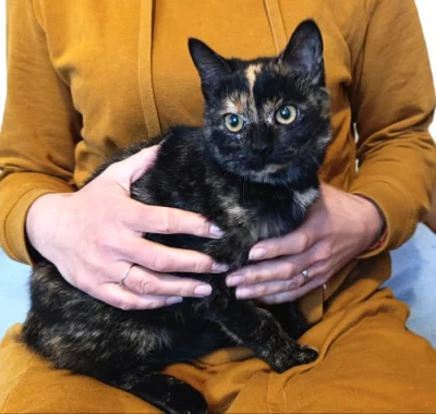 Kočička Edita hledá nový domov