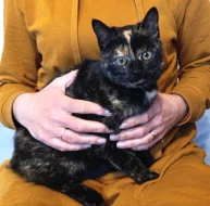 Kočička Edita hledá nový domov