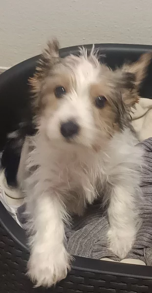 Biwer jorkšír kluk 2,5 měsíce