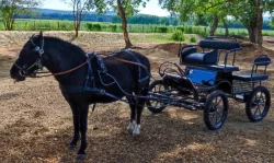 Bryčka, kočár, koňský povoz za malé koně