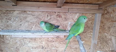 Papoušek nádherný