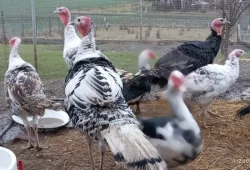 Prodej letošních KRŮT 🦃🦃