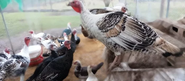 Prodej letošních KRŮT 🦃🦃