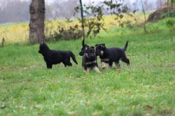 Německý ovčák - štěně s PP