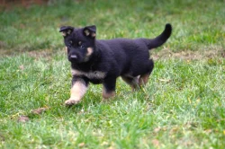 Německý ovčák - štěně s PP