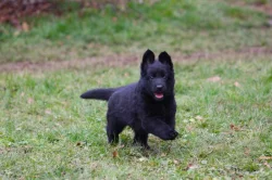 Německý ovčák - štěně s PP