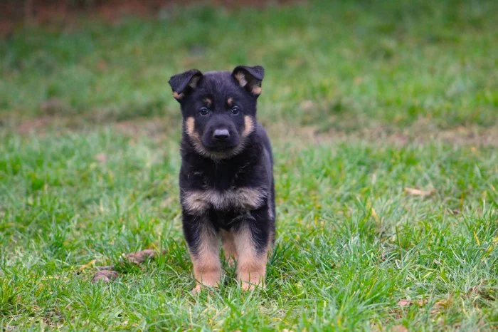 Německý ovčák - štěně s PP