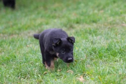 Německý ovčák - štěně s PP